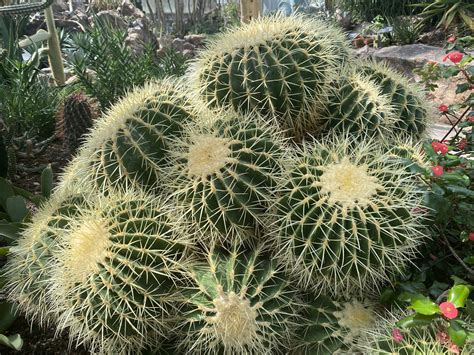 Golden cactus - Feb 11, 2023 · Golden Barrel Care Guide – Learn About Golden Barrel Cacti The golden barrel cactus plant is an attractive and cheerful specimen, rounded and growing to as much as three feet tall and three feet around much like a barrel, hence the name. Be careful, though, as it has long dangerous spines. Learn about growing this cactus here. By Becca Badgett 
